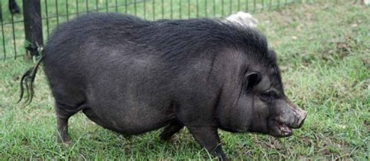 What causes a pot belly pig to lose hair?