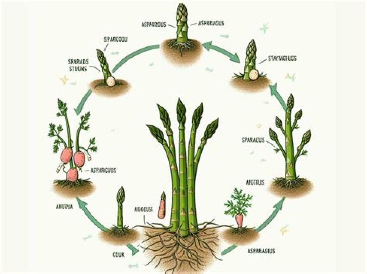 What causes asparagus to grow thin?