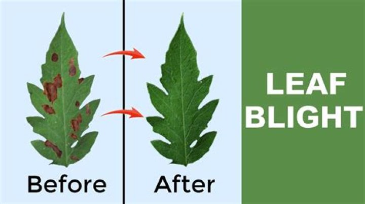 What causes petal blight?