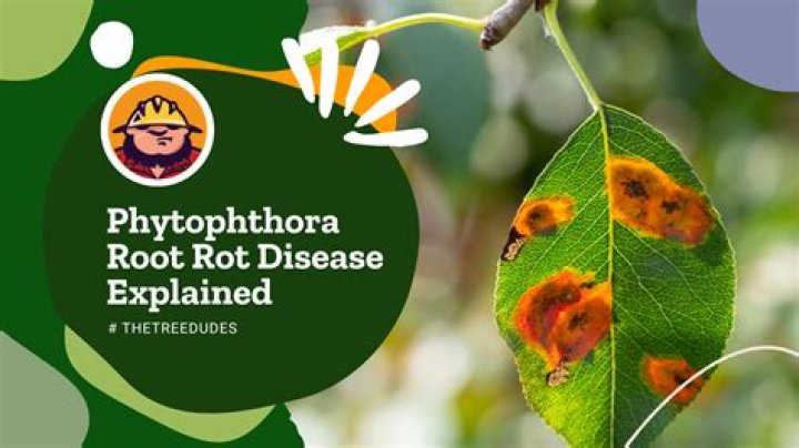 What causes Phytophthora rot?
