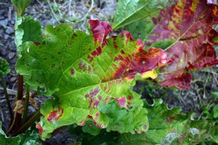 What causes red spots on rhubarb leaves?