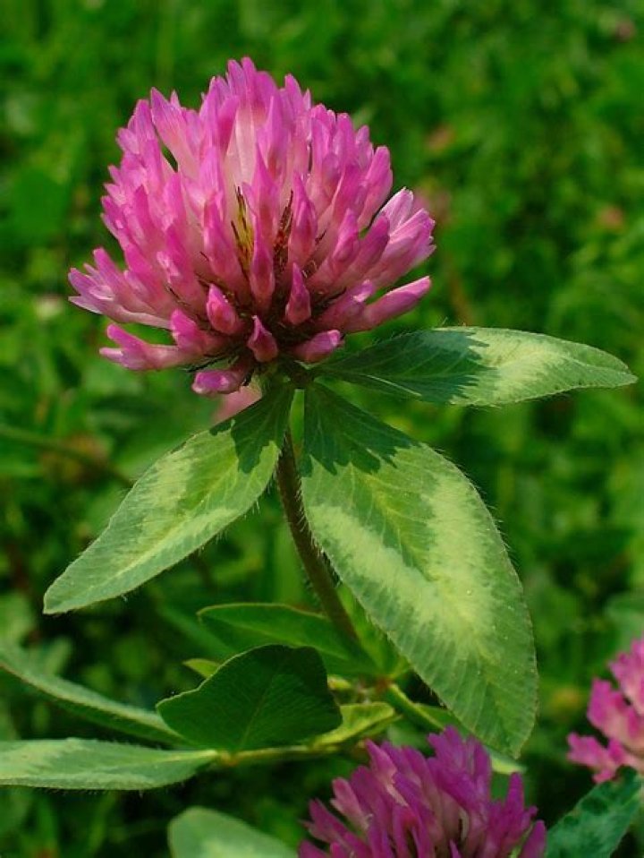 What color are clover flowers?