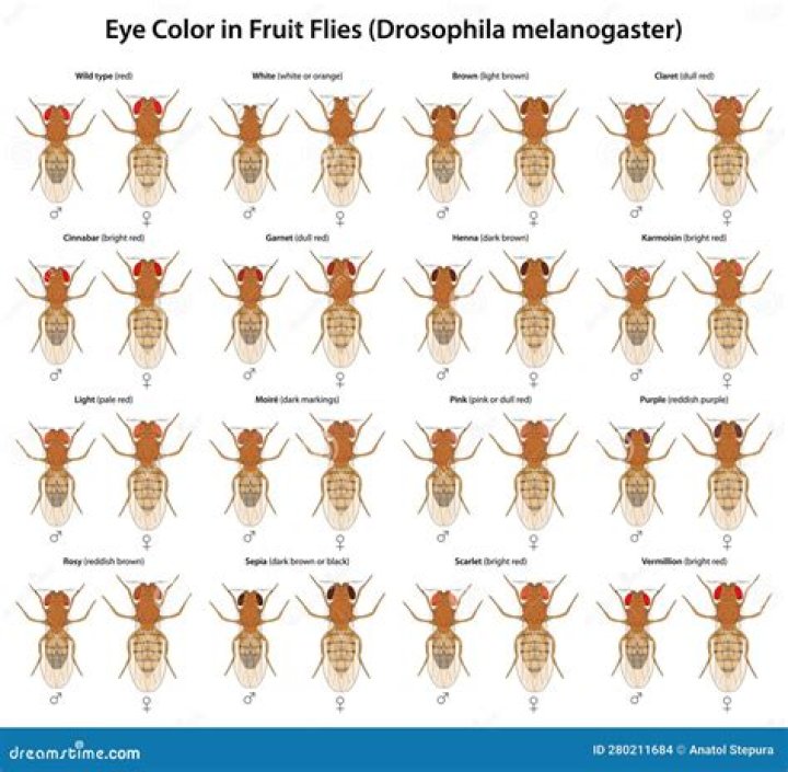 What color eyes do fruit flies have?