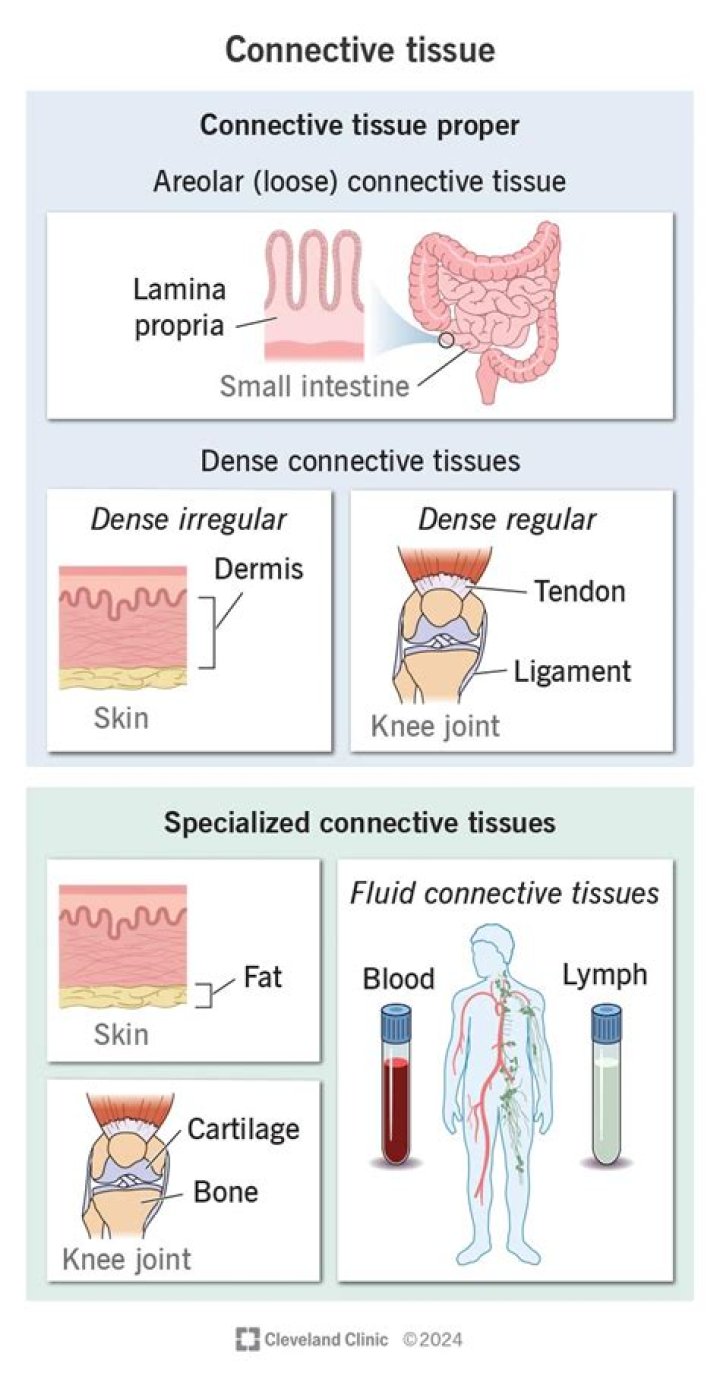 What connective tissue covers all bones?