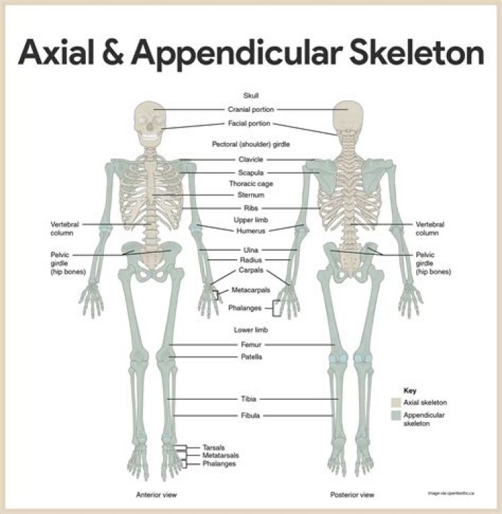 What connects the axial and appendicular skeleton?
