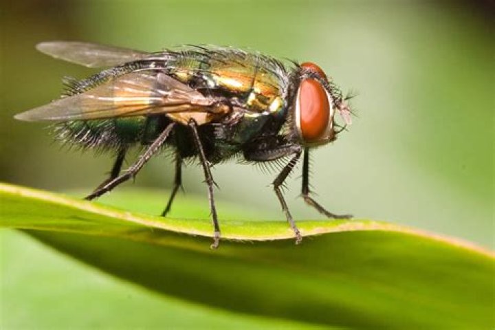 What do blowflies do?