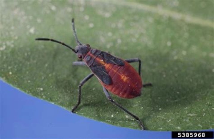 What do boxelder bugs smell like?