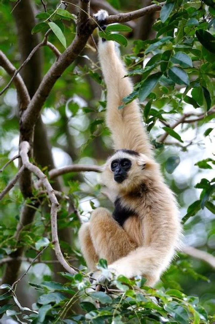 What do Gibbons look like?