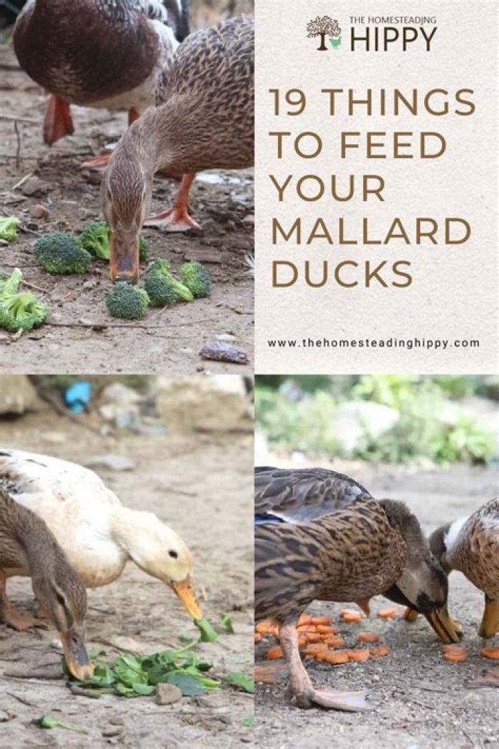 What do mallard ducks do?