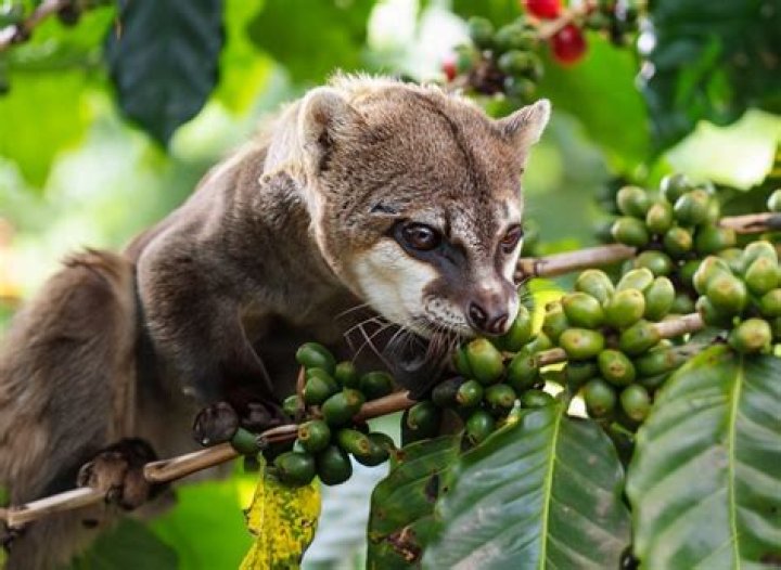 What do palm civets have to do with the world most expensive coffee?