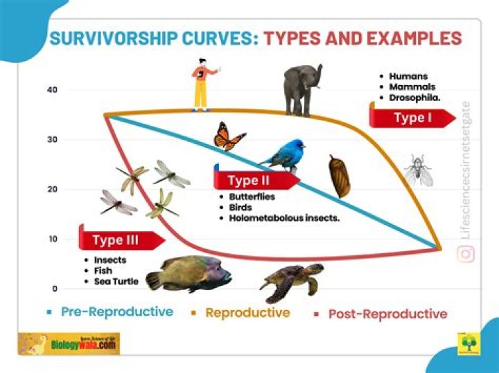 What do survivorship curves show about the survival of populations?