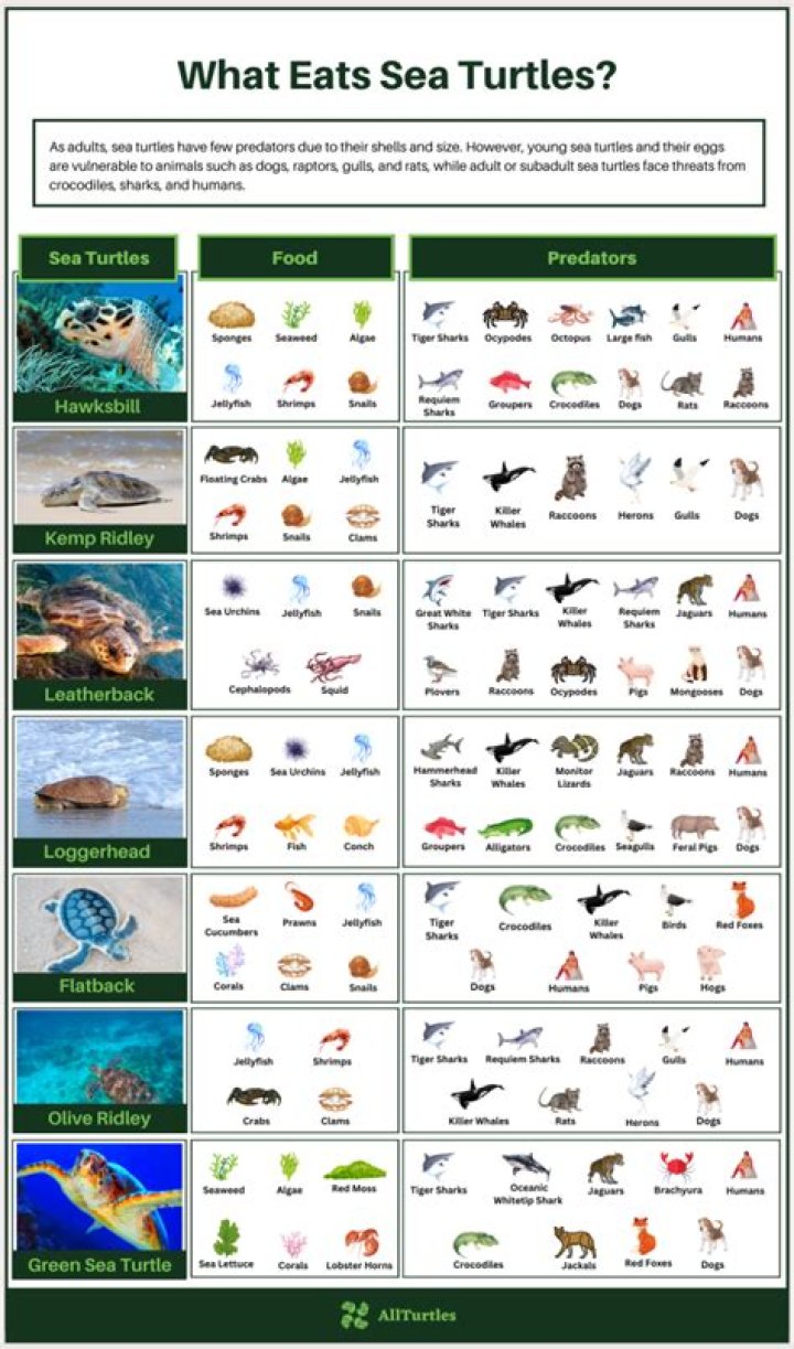 What do turtles eat in the sea?