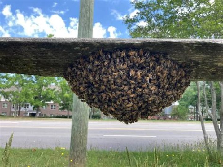 What do you do if you have a swarm of bees?