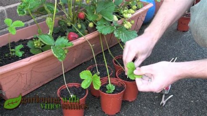 What do you put around strawberry plants?