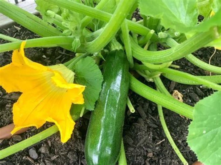 What do you spray on zucchini plants?