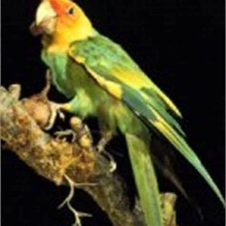 What does a Carolina parakeet look like?