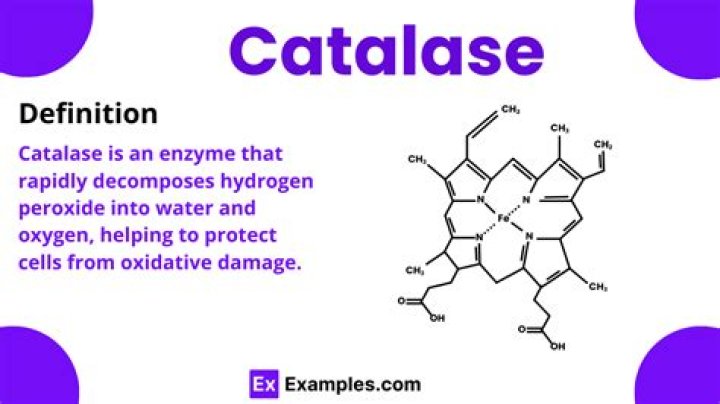 What does a catalase do?