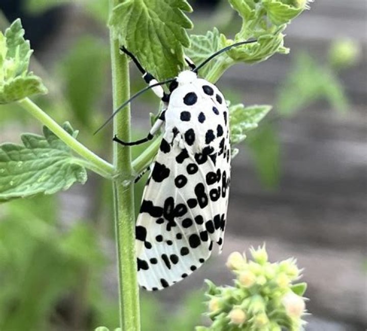 What does a giant leopard moth look like?