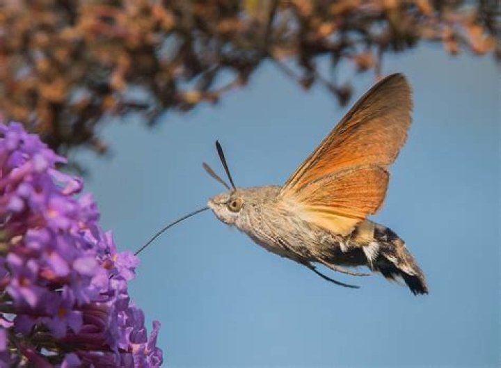 What does a hummingbird moth look like?