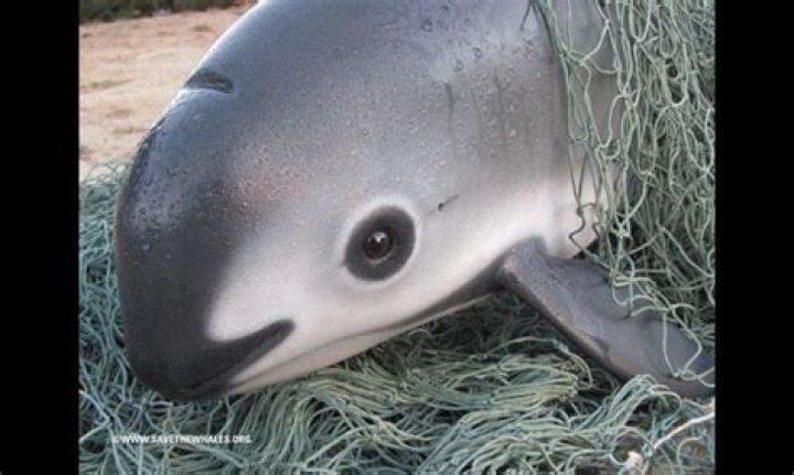 What does a vaquita eat?