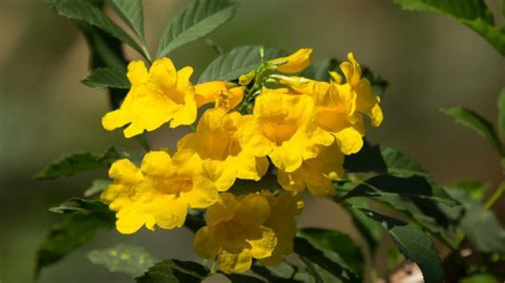 What does a yellow bell Bush look like?