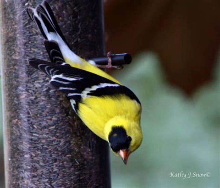 What does a yellow finch bird look like?