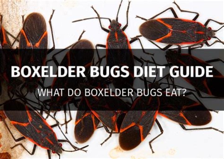 What does box elder bugs eat?