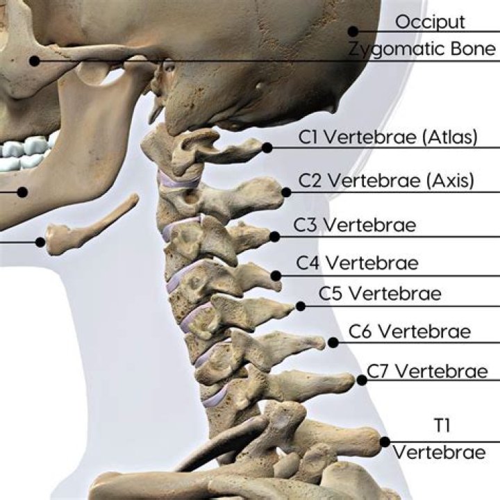 What does c3 vertebrae control?