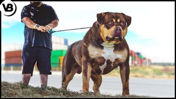 What does cortisone do for dogs?