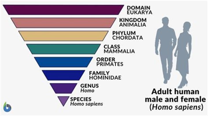 What does Homosapien mean in Latin?