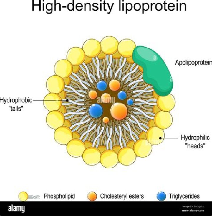 What does it mean to have high density lipoprotein?