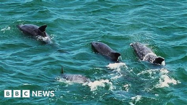 What does it mean to see a pod of dolphins?