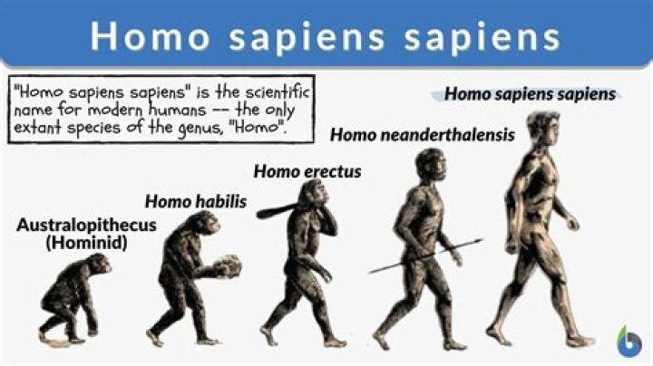 What does sapien mean?