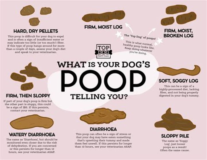 What does shiny dog poop mean?