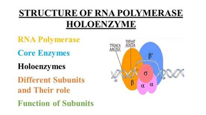 What does the bacterial Holoenzyme bind to?