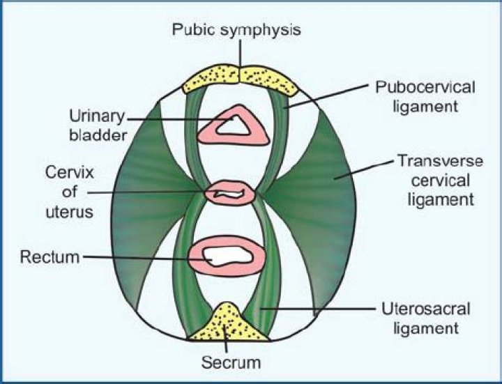 What does the cardinal ligament contain?