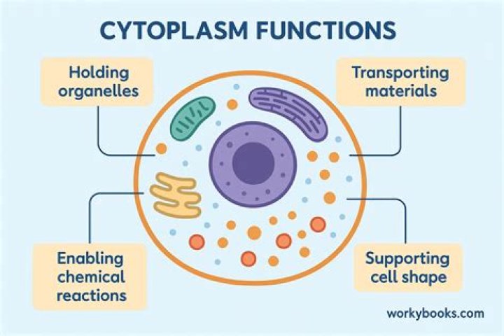 What does the cytoplasm mainly consist of?