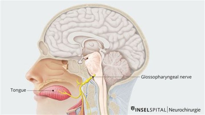 What does the Glossopharyngeal nerve do?