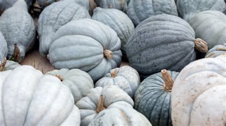 What does turquoise pumpkin mean?