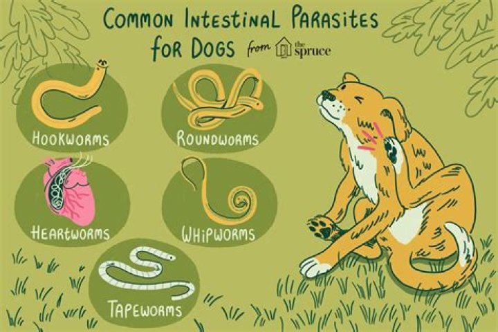 What does worms do to dogs?