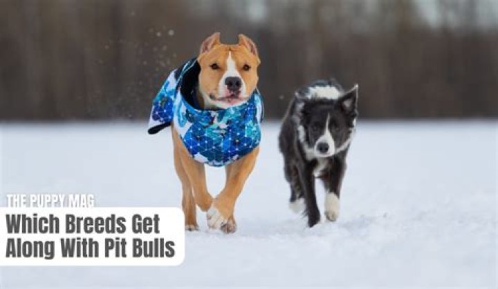 What dogs are compatible with pit bulls?