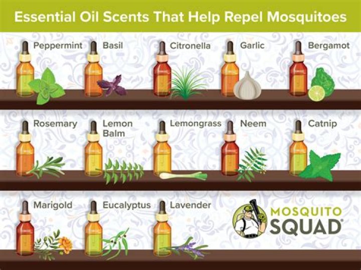 What essential oils kill mosquitoes?