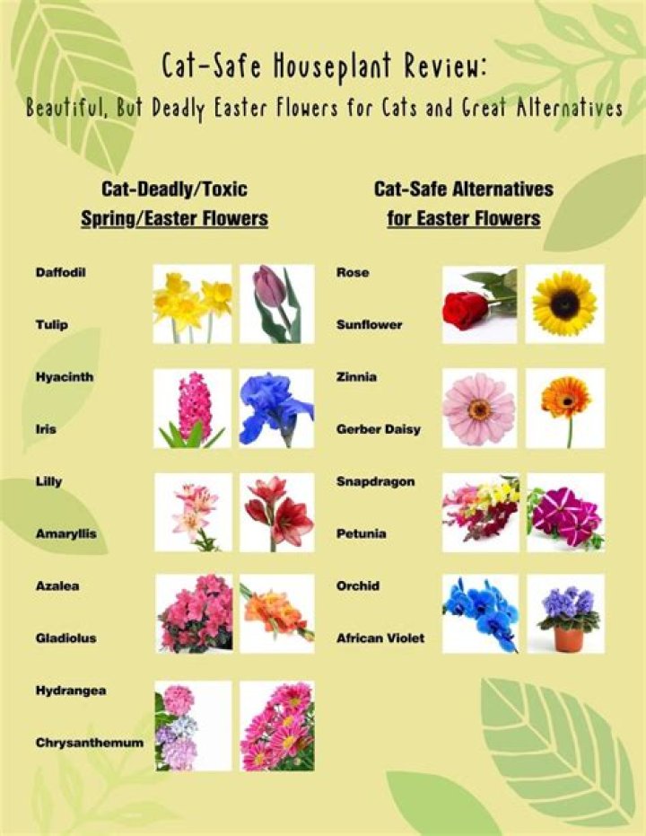 What flowers are non toxic to cats?