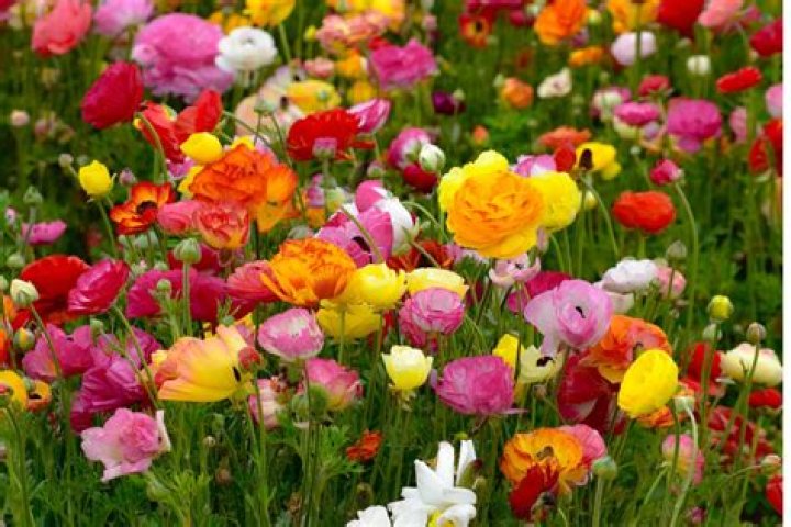 What flowers grow in Australia?
