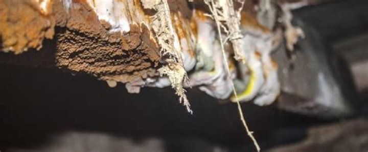 What fungus causes dry rot?
