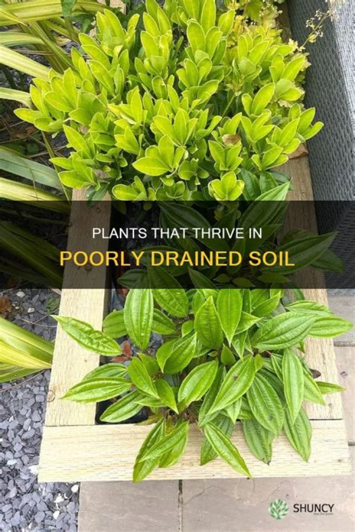What grows in poorly drained soil?