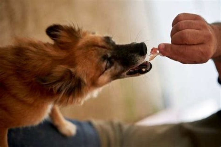 What happens if a dog eats Imodium?