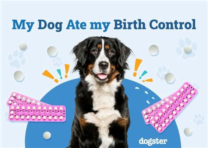 What happens if my dog ate my birth control?