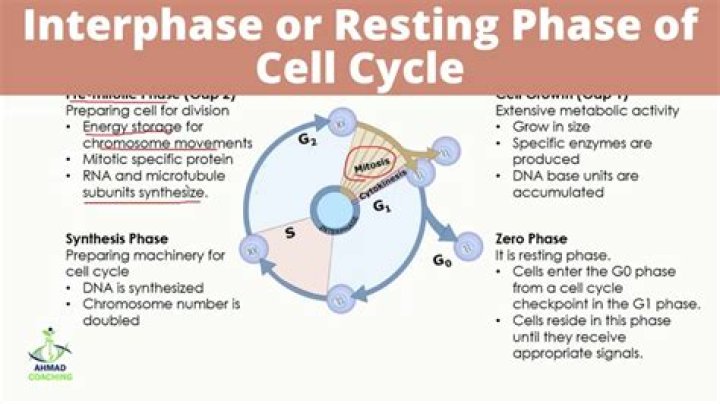 What happens in g1 and g2 phase?
