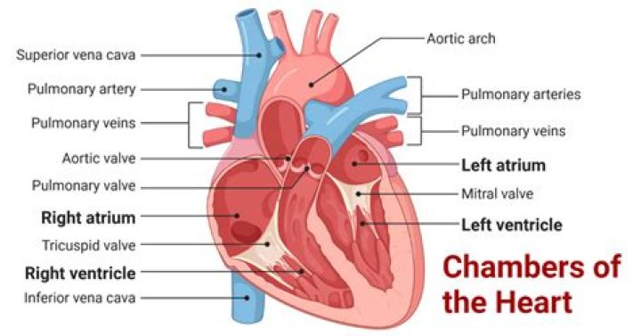 What happens on the right side of the heart?
